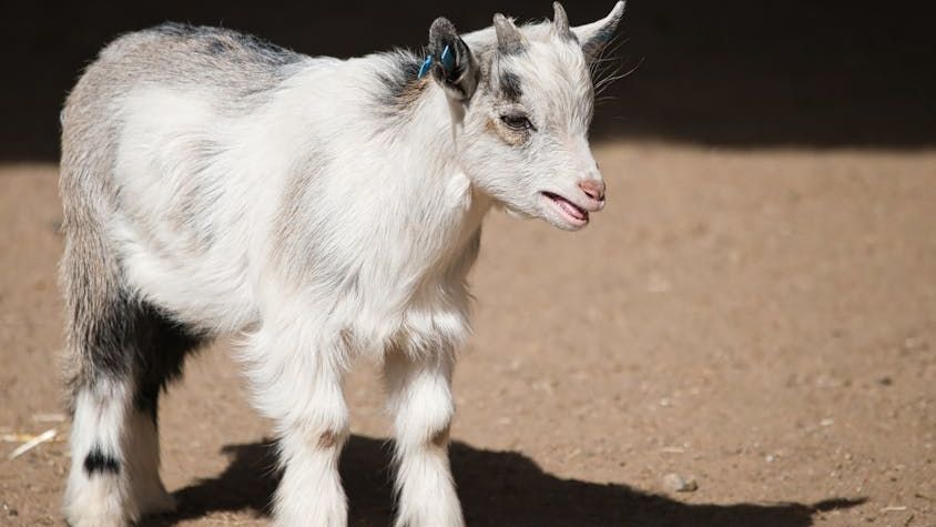 Rescued Baby Goat Marshmallow's Adorable Rides on Sheep Buddy Onion Capture Hearts Worldwide