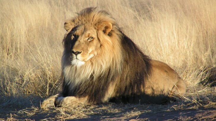Dramatic Moment Shows Swimming Lion Surviving Crocodile Ambush in Maasai Mara