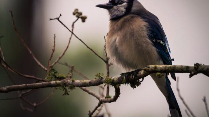 Scientists Decode Stress Signals in Wild Songbirds Through Microbial Evidence