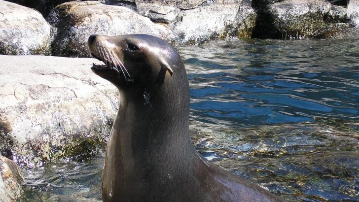 How Sea Lions Are Helping Researchers Decode the Origins of Human Language