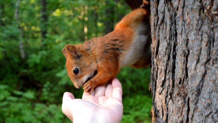 Pregnant Squirrel Returns to Lifelong Rescuer in Stunning Act of Trust
