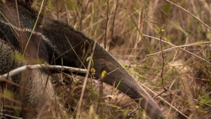 Giant Anteater Turns Tables on Jaguar in Rare Pantanal Clash