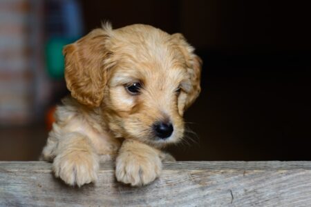 12 Dog Breeds That Are Surprisingly Good with Children and Other Pets