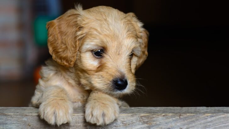 10 Proven Tips to Forge an Unbreakable Bond with Your New Puppy