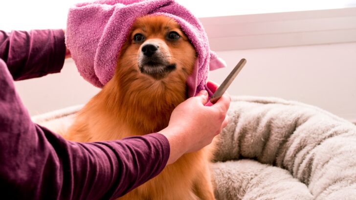 Safe Grooming for Aggressive Dogs: Techniques That Build Trust and Strengthen Bonds