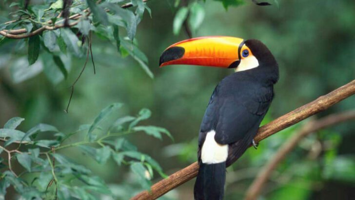 Indigenous Knowledge Reveals Decline of Large Birds Over Eight Decades