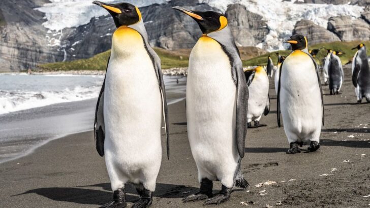 King Penguins Benefit From Rising Temperatures but Scientists Warn It May Not Last