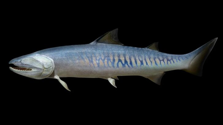 Fossil Discovery Uncovers Bizarre ‘Tooth Cushions’ of 425 Million-Year-Old Sea Predator