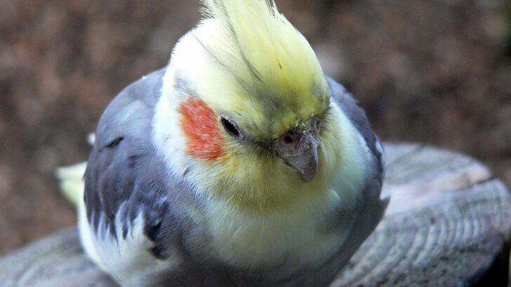 16-Year-Old Cockatiel’s Need for Emotional Support Mug Captivates Pet Lovers Everywhere