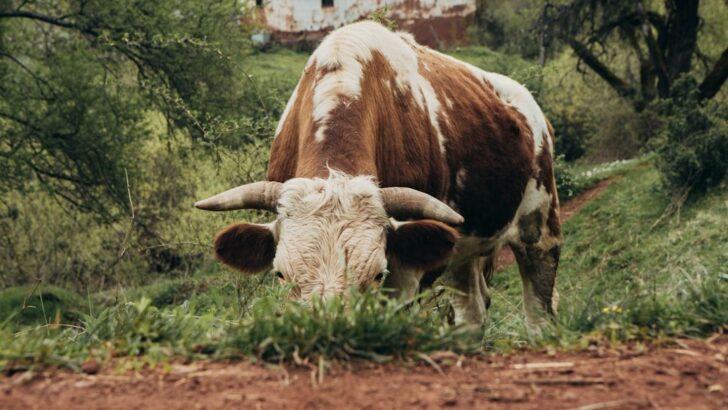1,800-Pound Bull Discovers Pure Joy With the World’s Largest Soccer Ball