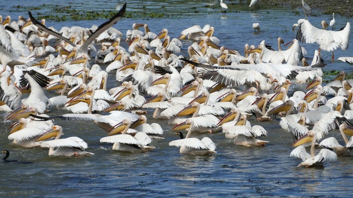 10 Destinations Where You Can Witness the Most Spectacular Bird Migrations