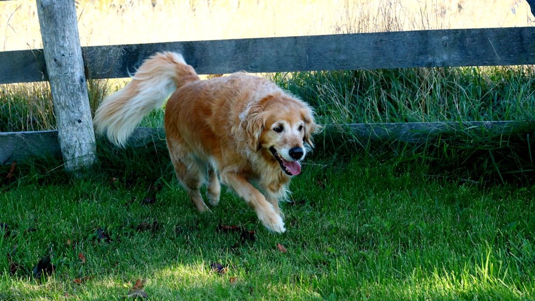 What Your Dog's Tail Wags Really Mean: A Decode Guide