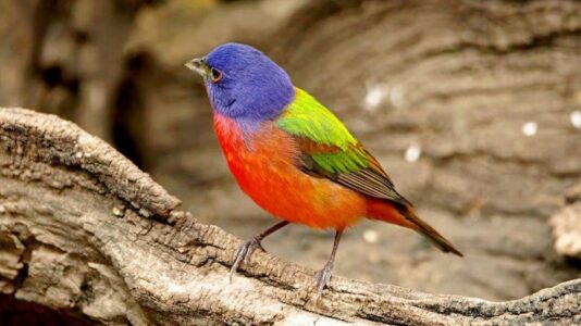 10 Rare Birds You Can Only Spot in Texas