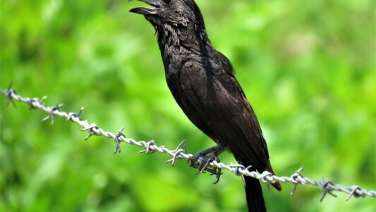 6 Unique Birds You Can Only Find in Florida