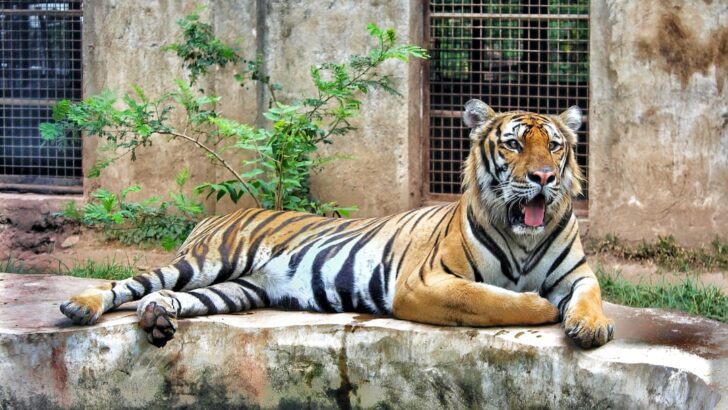 Animal Contact Ban Largely Ignored by Zoos in South Korea, Study Shows