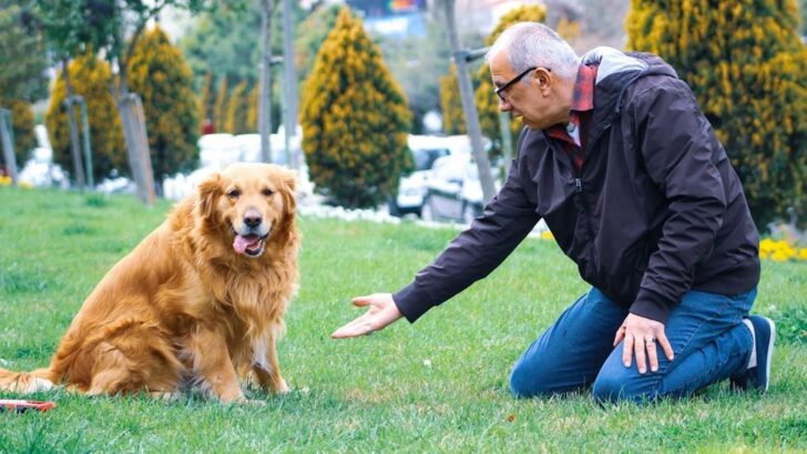 Why Your Dog’s Breed Might Predict Their Lifespan: A Surprising Connection