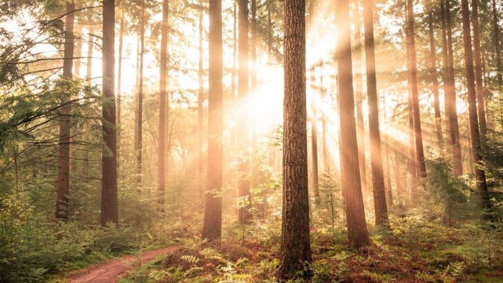 When Plants Left the Ocean They Changed the Course of Life on Earth