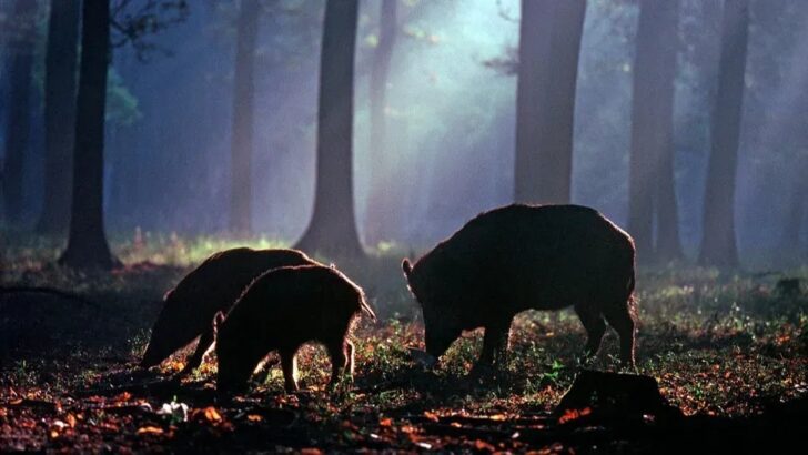 Ancient DNA Reveals The Lost World of Doggerland was Home to Boars, Bears and Deer During The Last Ice Age