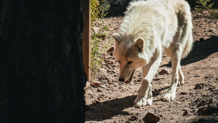 Wolf Dad’s Emotional Cry Leads to Reunion With Mate and Babies