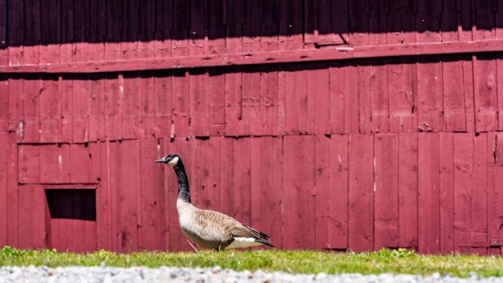 Determined Goose Claims Family Garage as Forever Home After Ditching the Pond
