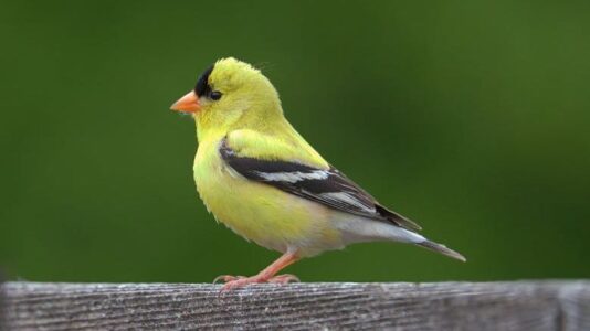 10 Rare Birds You Can Only Spot in California