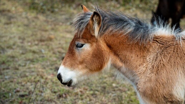 Chernobyl Exclusion Zone is Now a Haven for Thriving Wild Horses