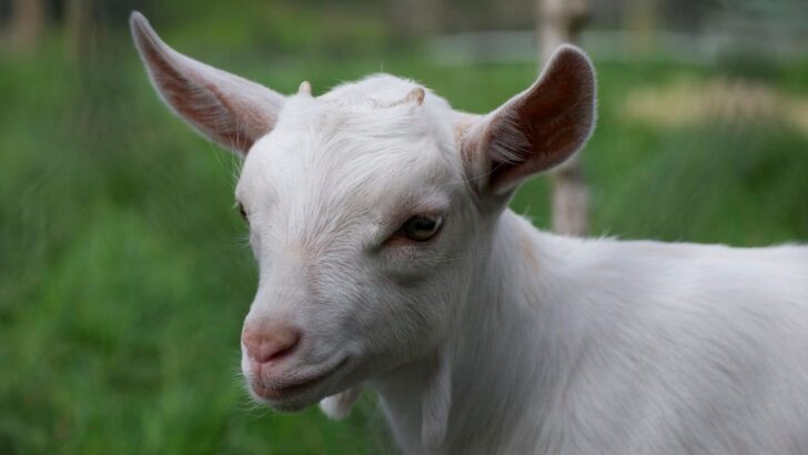 Disabled Sheep Zooms Ahead in Custom Wheelchair, Capturing Hearts Overnight