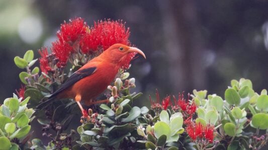 10 Rare and Endangered Birds Found Only in Hawaii