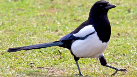 10 Bird Superstitions Around the World