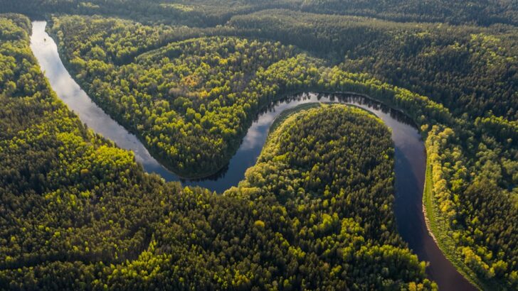 Local Communities are Leading the Fight to Protect and Restore the Amazon Rainforest