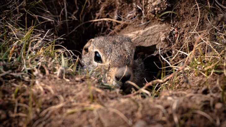 How Pocket Gophers Helped Revive Mount St. Helens Ecosystem After Devastating Eruption