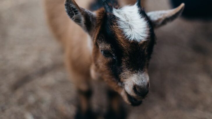 Brave Baby Goat Beats Sepsis and Captures Hearts Everywhere