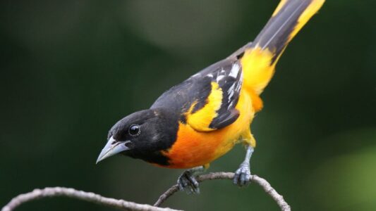 15 Stunning State Birds and Where to Spot Them in Their Natural US Habitats