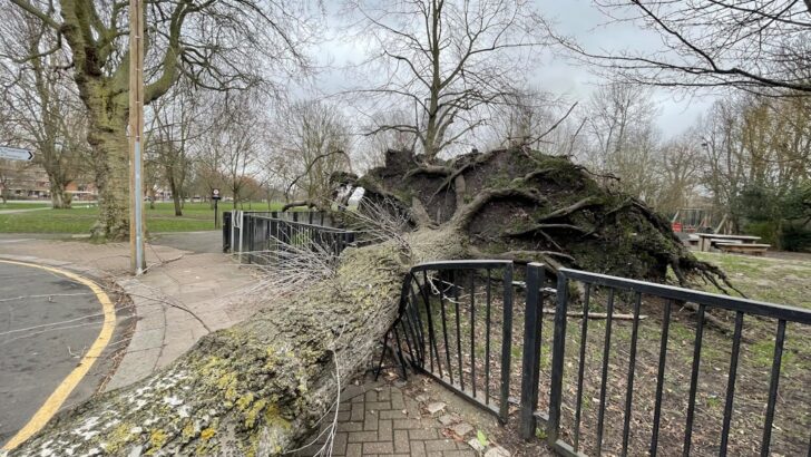 DC Area Storms Spotlight Tree Hazards and Safety Concerns