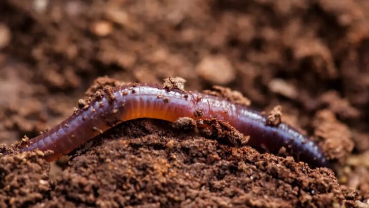 The Worms Living Inside Active Volcanoes Stun Scientists