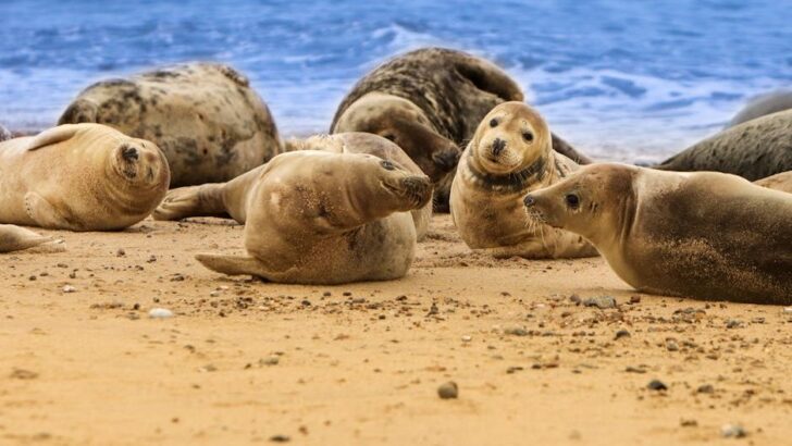 Scientists Warn H5N1 Is Spreading Rapidly in Marine Mammals