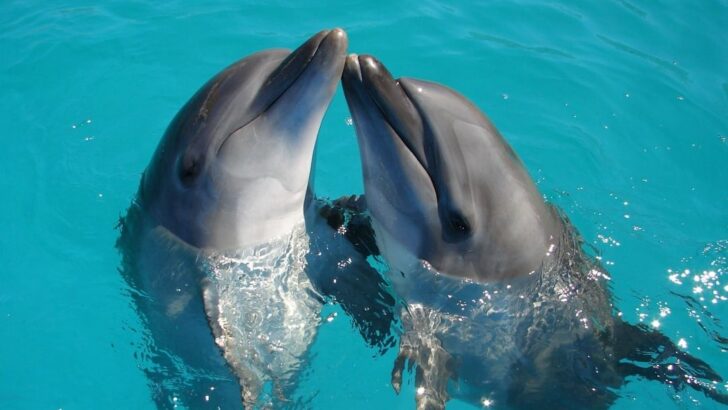 350 Dolphins Set for New Life in Seaside Sanctuaries
