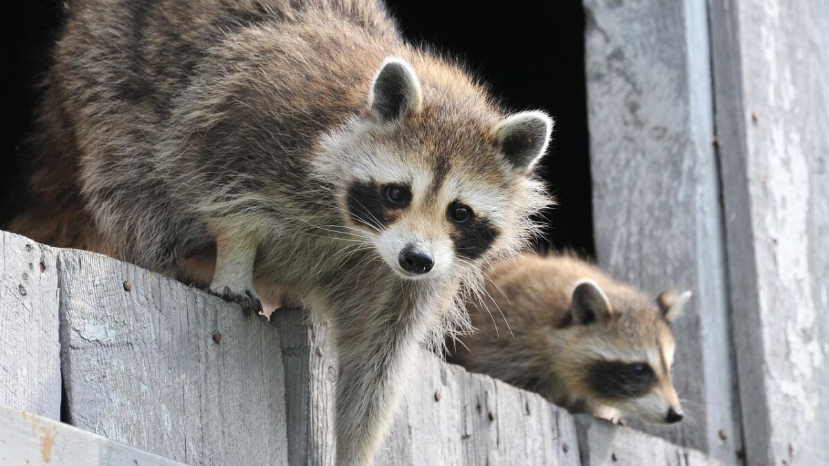 Mother Raccoon’s Ingenious Garage Hideout Sparks Humane Rescue Mission