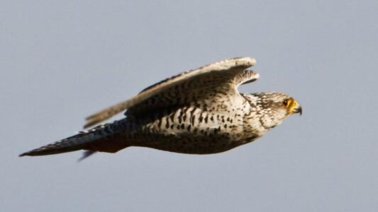8 Incredible Bird Species You Can Only Find in the Wilderness of Alaska