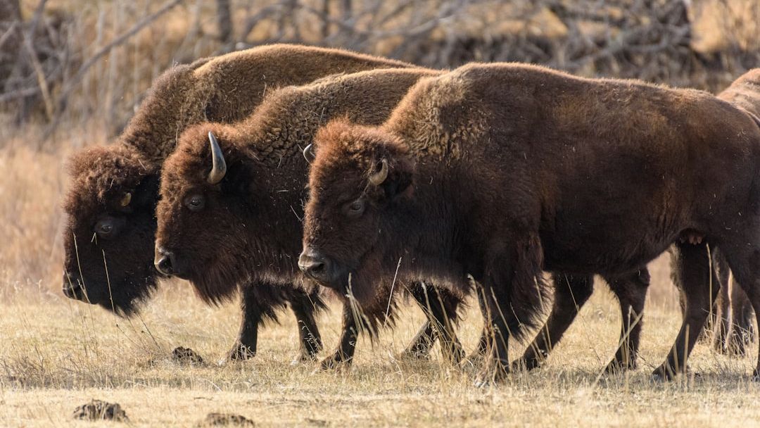 The Resilient Comeback of the American Bison: A Hopeful Story for US Wildlife