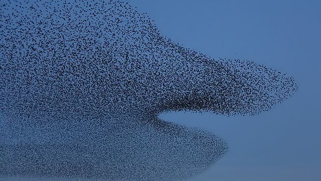 Why Do Starlings Create Designs in Flight