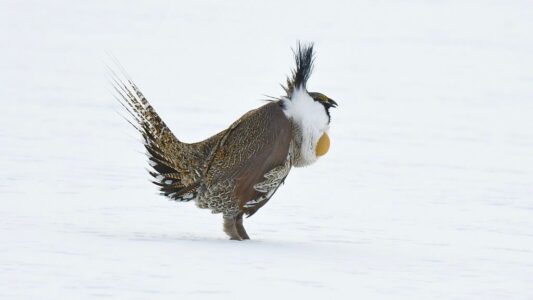 12 Rarest Birds That You Did Not Know Exist in North America