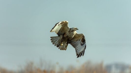 The World&rsquo;s Largest Falcon is a Nightmare Predator in The Arctic