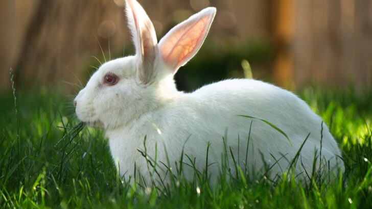 Rescued Lab Rabbits Donna and Figaro Embrace Sunlight and Grass in New Beginning