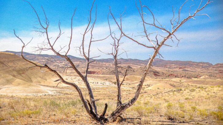 Dual Crisis Unfolds as Record Heat and Drought Hit Western US