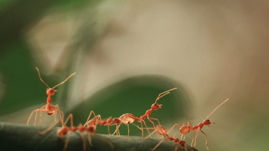 How Clonal Raider Ants Know Friend From Foe - And Why It's Surprisingly Fascinating