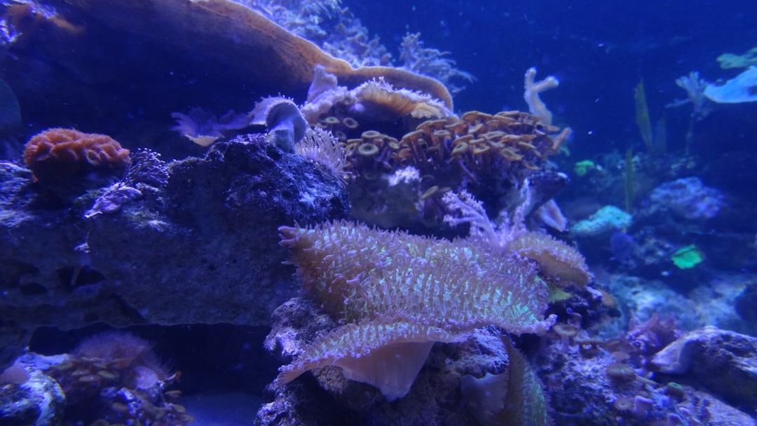 Why Cold-Water Coral Reefs Are Facing a Silent Crisis Beneath the Waves