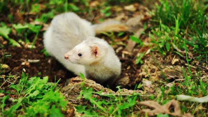 Abandoned Ferret Finds Perfect Family After Roadside Rescue