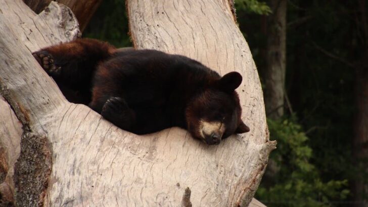 Bears Rescued from Bile Farms Enjoy Heartwarming Christmas Party