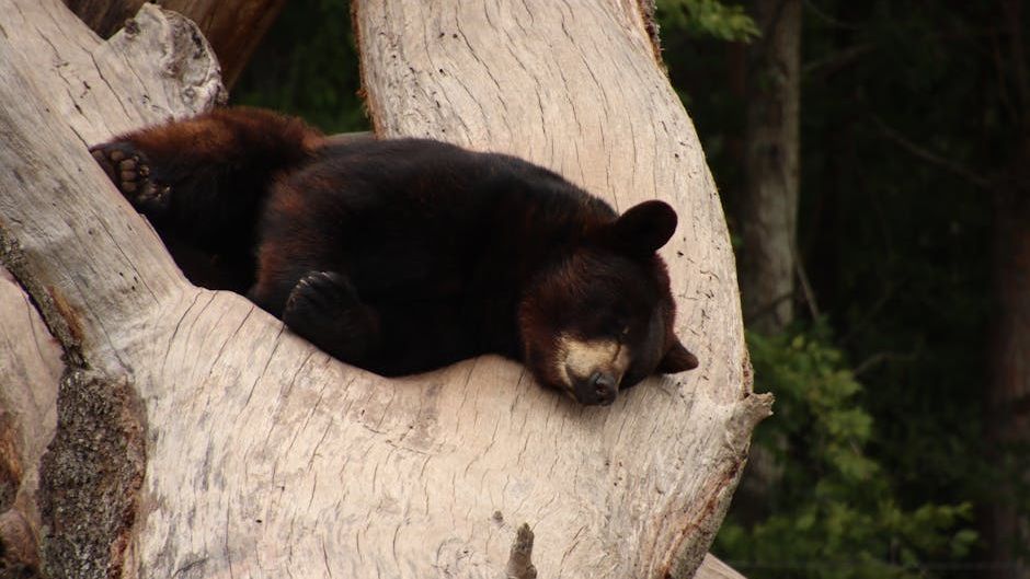 Bears Rescued from Bile Farms Throw the Ultimate Christmas Party